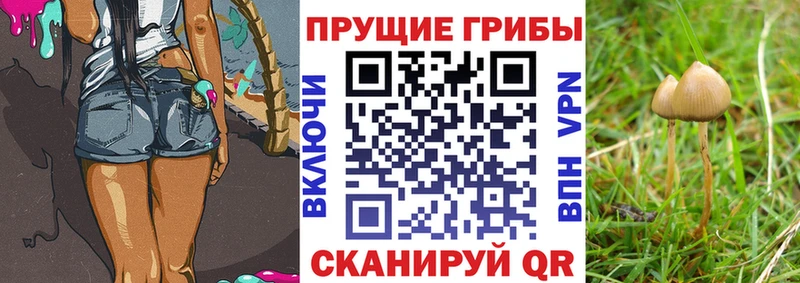 дарнет шоп  Чекалин  блэк спрут как зайти  Псилоцибиновые грибы Psilocybe 